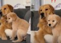 Golden Retriever Puppy Flinches at the Big Dog’s Bark — Then Follows Along for the Mission