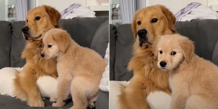 Golden Retriever Puppy Flinches at the Big Dog’s Bark — Then Follows Along for the Mission