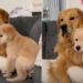 Golden Retriever Puppy Flinches at the Big Dog’s Bark — Then Follows Along for the Mission