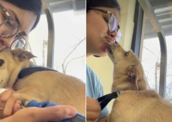 Nervous Dog Hates Nail Trims Until Groomer Finds the Sweetest Way to Calm Her