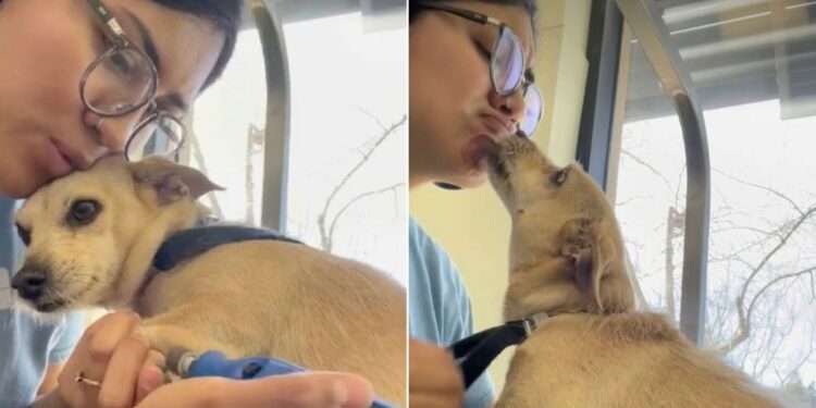 Nervous Dog Hates Nail Trims Until Groomer Finds the Sweetest Way to Calm Her
