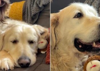 Senior Rescue Dog Is Half Asleep, but Still Reacts Every Time Mom Says Something Nice