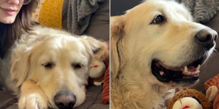 Senior Rescue Dog Is Half Asleep, but Still Reacts Every Time Mom Says Something Nice