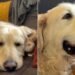 Senior Rescue Dog Is Half Asleep, but Still Reacts Every Time Mom Says Something Nice