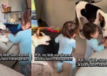 Dog Accidentally Teaches Toddler a Very Important Life Lesson