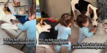 Dog Accidentally Teaches Toddler a Very Important Life Lesson
