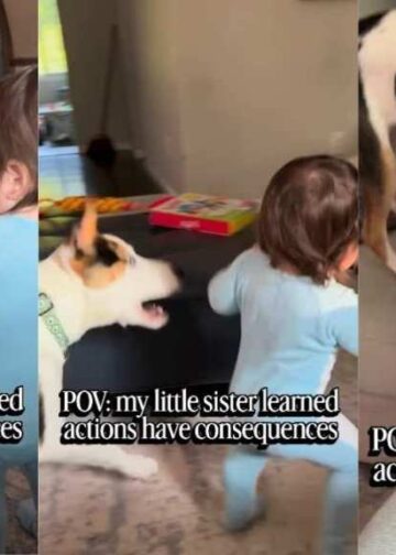Dog Accidentally Teaches Toddler a Very Important Life Lesson