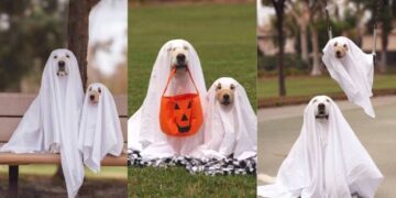 Golden Retriever Puppy Holds the Perfect Ghost Pose, Making Halloween Look More Cute Than Scary