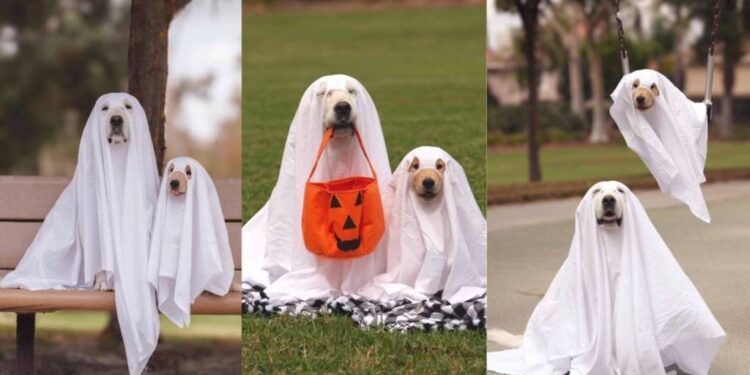 Golden Retriever Puppy Holds the Perfect Ghost Pose, Making Halloween Look More Cute Than Scary