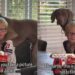 Boy & His Dog Have the Kind of Friendship Mom Has to Stop & Film
