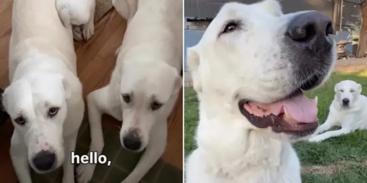 Rescue Dogs Look Almost Identical, but Dad Spots Every Little Difference