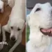 Rescue Dogs Look Almost Identical, but Dad Spots Every Little Difference