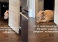 Clever Dog Finds a Hilarious Workaround After Being Told to Stay Out of the Kitchen
