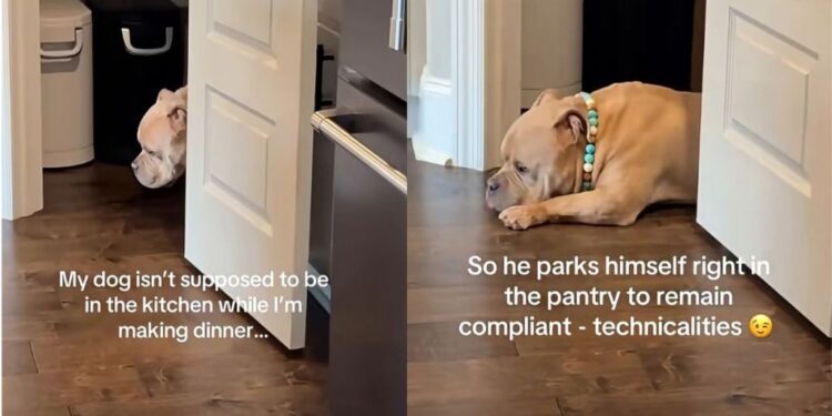 Clever Dog Finds a Hilarious Workaround After Being Told to Stay Out of the Kitchen