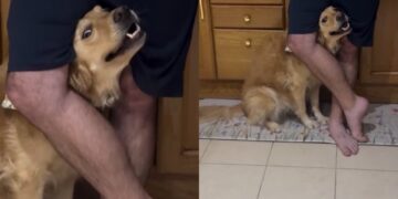 Golden Retriever Wants the Gossip & Owner’s Legs Won’t Stand in Her Way