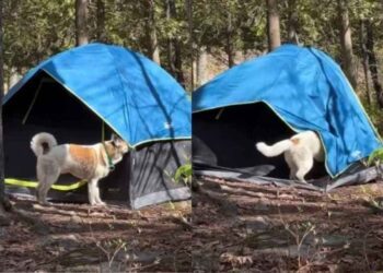Dog Discovers Camping Comes With a Tent & Decides That’s Enough Outdoors