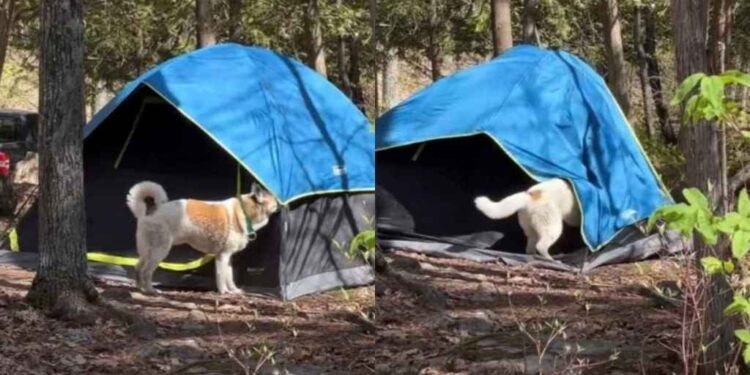 Dog Discovers Camping Comes With a Tent & Decides That’s Enough Outdoors