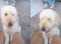Dog Rushes Over To Give Dad the Softest Kiss on Command