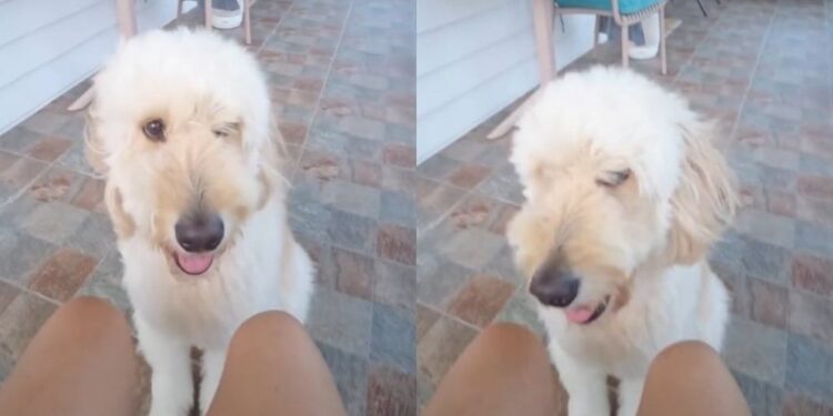 Dog Rushes Over To Give Dad the Softest Kiss on Command