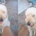 Dog Rushes Over To Give Dad the Softest Kiss on Command