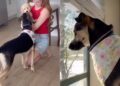 Dog Meets a Golden Retriever Puppy of Her Own — Her Excitement Is Impossible to Contain