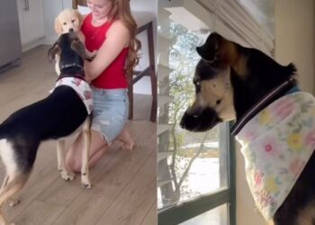 Dog Meets a Golden Retriever Puppy of Her Own — Her Excitement Is Impossible to Contain