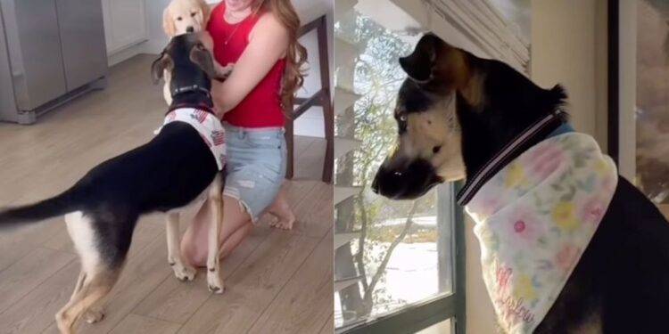 Dog Meets a Golden Retriever Puppy of Her Own — Her Excitement Is Impossible to Contain