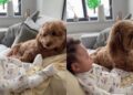 Dog Sees Newborn in Mom’s Lap & His Side-Eye Says He Has Questions