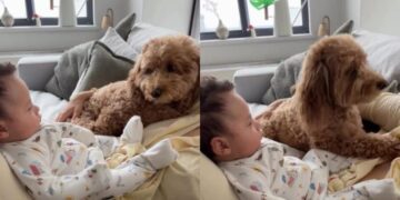 Dog Sees Newborn in Mom’s Lap & His Side-Eye Says He Has Questions