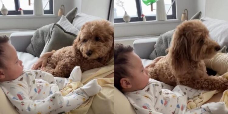 Dog Sees Newborn in Mom’s Lap & His Side-Eye Says He Has Questions