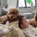 Dog Sees Newborn in Mom’s Lap & His Side-Eye Says He Has Questions