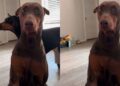 Dog Is Torn Between Trusting the Treats & Fearing What Dad Has Planned
