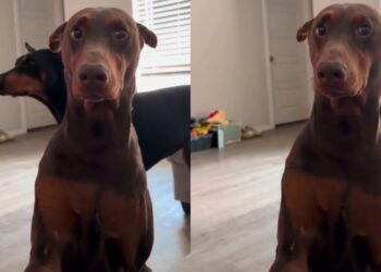 Dog Is Torn Between Trusting the Treats & Fearing What Dad Has Planned