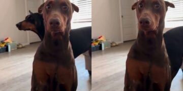 Dog Is Torn Between Trusting the Treats & Fearing What Dad Has Planned