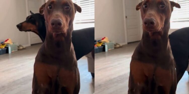 Dog Is Torn Between Trusting the Treats & Fearing What Dad Has Planned