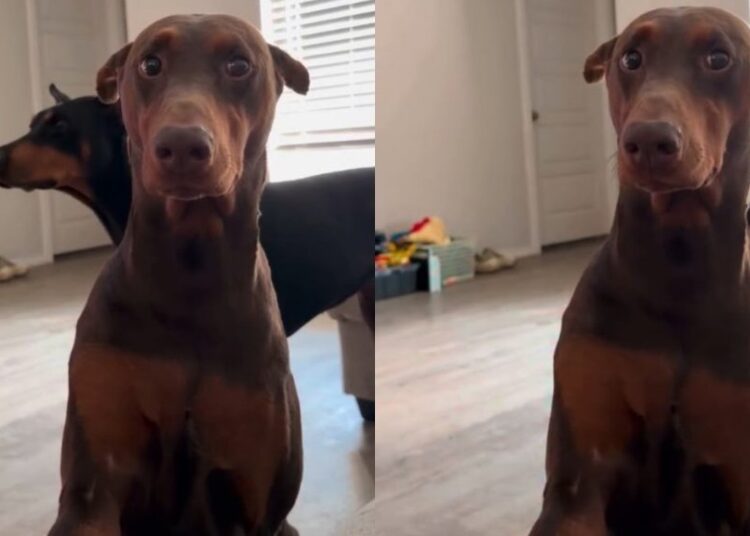 Dog Is Torn Between Trusting the Treats & Fearing What Dad Has Planned