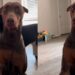 Dog Is Torn Between Trusting the Treats & Fearing What Dad Has Planned