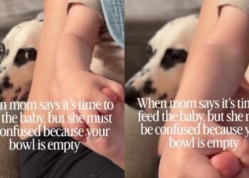Dog Hears Mom Talking About Feeding Tiny Human Like Someone Has Forgotten Who the Original Baby Is