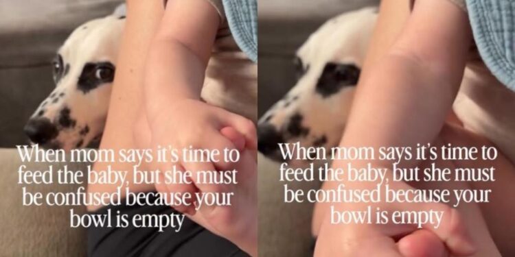 Dog Hears Mom Talking About Feeding Tiny Human Like Someone Has Forgotten Who the Original Baby Is