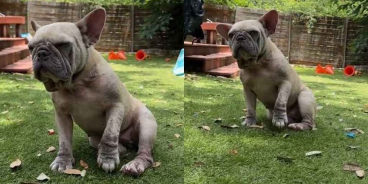 Foster Dog in Pain Won’t Let Human Near, Until She Understands That They Just Want To Help