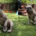 Foster Dog in Pain Won’t Let Human Near, Until She Understands That They Just Want To Help
