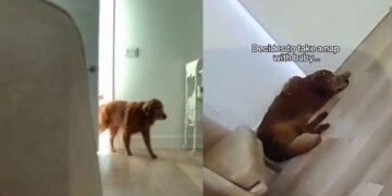 Golden Retriever Joins Baby for a Nap, Because Apparently Mom Needed a Little Help