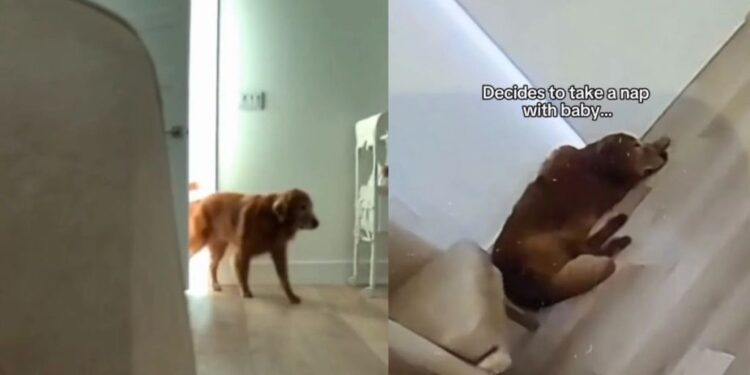 Golden Retriever Joins Baby for a Nap, Because Apparently Mom Needed a Little Help