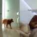 Golden Retriever Joins Baby for a Nap, Because Apparently Mom Needed a Little Help
