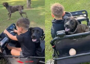 Neighbor’s Dog Hops in for a Ride With the Kids Like He’s Always Been Part of the Plan