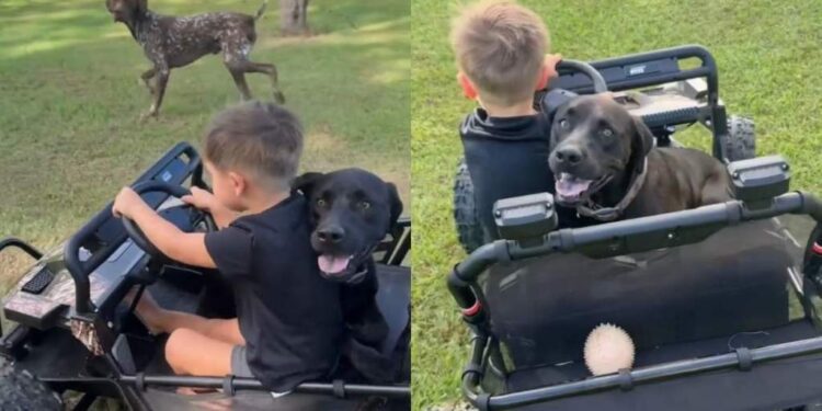 Neighbor’s Dog Hops in for a Ride With the Kids Like He’s Always Been Part of the Plan