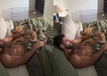 Rescue Dog Wants Dad-Time Cuddles but Refuses To Leave the Foster Dog Out
