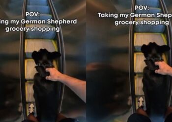 German Shepherd’s Grocery Store Trip Shows What It’s Really Like to Shop With a Service Dog