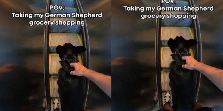 German Shepherd’s Grocery Store Trip Shows What It’s Really Like to Shop With a Service Dog