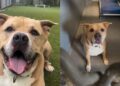 Shelter Dog Has Lived in the Same Kennel for Years, but All He Knows Is Nobody Visited Today